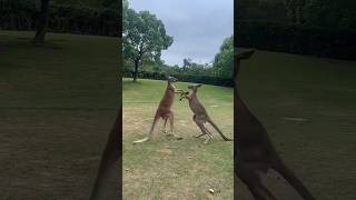 Two Kangaroos 🦘 are Fighting 😹 allah kangaroo shorts [upl. by Enilesoj929]