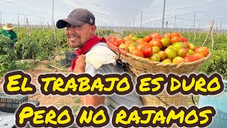 En La Pisca Del Jitomate O Tomate Rojo [upl. by Patricio]