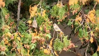 Žaliukių  Chloris chloris puota birds [upl. by Nwahsyar]