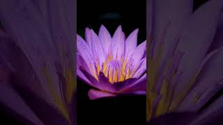 Blooming Water Lily Timelapse flowers timelapes beautifultimelapse [upl. by Josephson848]