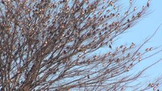 野鳥撮影・ 野鳥動画・アトリの大群 Brambling [upl. by Carolin]