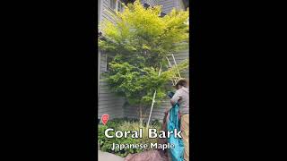 Pruning a Coral Bark Japanese Maple [upl. by Ellessig]