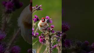 European goldfinchStillitsЧерноголовый щеголChardonneret élégantCarduelis carduelis shorts [upl. by Eittol]