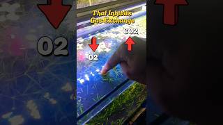 How to Remove Biofilm From Aquarium Water Surface Without Skimmer [upl. by Edlitam28]