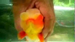 Oranda Ranchu an amazing goldfish crossbreeding [upl. by Anauj]