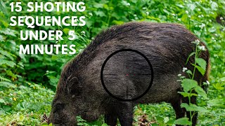 15 Shooting sequences under 5 minutes Wild boar Swedish Edition Vildsvins jakt [upl. by Lerim]