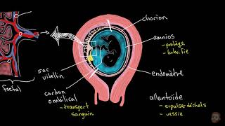 La parturition et la lactation [upl. by Annairt]