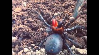 Rare funnelweb spider striking [upl. by Otrebla]