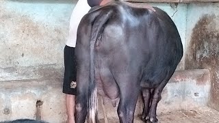 डॉक्टर गुरमीत तोर अकांवाली के पास टॉप क्वालिटी भैंस  milk record 25 kg  buffalo animals video [upl. by Corsetti]