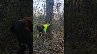 Cutting BIG Popple logging husqavarna ripsaw timberjack forestry maine [upl. by Cranston]