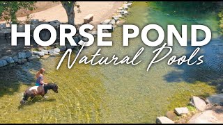 NATURAL POOLS For HORSES  No Chlorine  Aquascape SWIM POND Biological Filtration [upl. by Esli989]