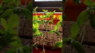 Indeterminate tomato seedlings in Oasis sponge [upl. by Ashford]