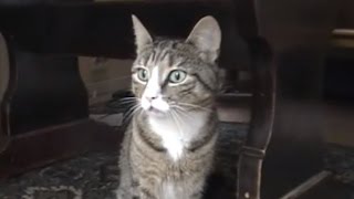 Angry Cat makes Funny Sounds [upl. by Hgielak]