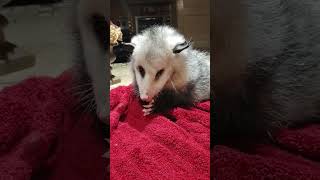 Disabled Opossum Lucky Girl grooming herself after her meal [upl. by Maegan587]