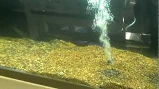 African Cichlid breeding setup part 2 [upl. by Seyer]