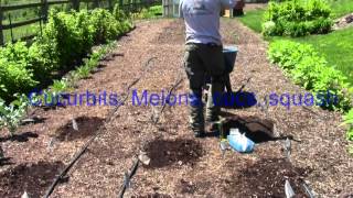 Video How to Plant a Three Sisters Garden [upl. by Allenotna]