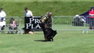 Beauceron Nationale d Elevage 2009 Ring 3 1 partie [upl. by Vento]