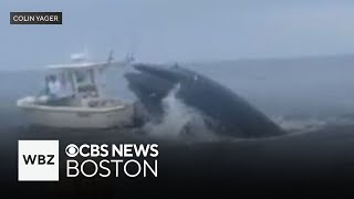 Whale capsizes boat off coast of New Hampshire [upl. by Aber]