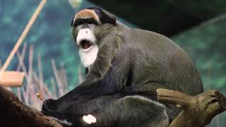 New De Brazzas Monkey at Lincoln Park Zoo [upl. by Silver]