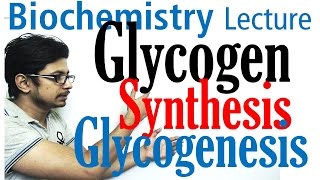 Glycogen synthesis  glycogen metabolism lecture 1 [upl. by Ginsberg]