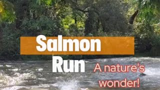 Salmon Run at Port Hope salmonrun nature livestream [upl. by Vena]