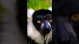 Black FACE Lemur [upl. by Yelahs]