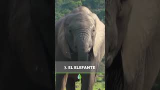 Estos son los 10 ANIMALES más INTELIGENTES del MUNDO 🧠💡 [upl. by Aidni651]