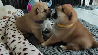 Girls freestyle wrestling 1kg round 1 😂💖 shiba shibainu puppy puppies shibainupuppies [upl. by Razid]