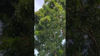 Fruitful mahogany tree viralvideo viralshorts [upl. by Refenej132]