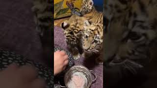 The tiger cubs breakfast [upl. by Trillbee739]