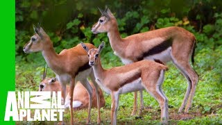 This Young Gazelle Is Healthy And Ready To Join The Herd  The Zoo [upl. by Merritt]