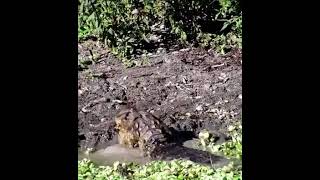 Broad Snouted Caiman Caiman latirostris predation on river turtle crocodile caiman wildlife [upl. by Tirb]