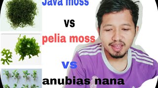 Java mos vs pelia mos vs anubias Nana mini [upl. by Colston]