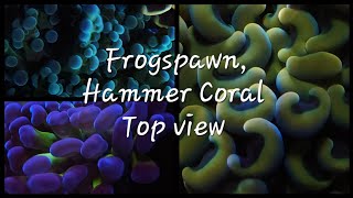 Frogspawn Coral Hammer Coral Top view 🪸 trending youtubevideo viralvideo aquavibez coral [upl. by Dodds]