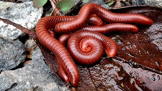 Millipedes 008 2millipede nature frog babyanimals [upl. by Landri]