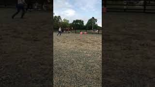 Jumping Clydesdale❤️ [upl. by Nathanil283]