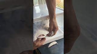 TrickHow trim nails of kitten youtubeshorts funnyanmials trending cat [upl. by Enyt]