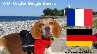 WMOrakel Beagle Barnie  Frankreich Deutschland [upl. by Stanway]