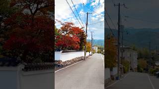 Stunning Autumn Foliage in Northern Kyoto travel scenery autumn fallfoliage temple [upl. by Chatwin587]