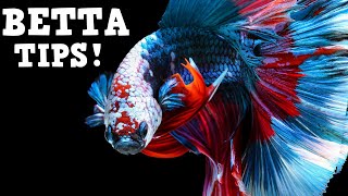 Top Tips For Keeping A HEALTHY Betta Fish Beginner Betta Techniques [upl. by Zusman770]