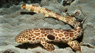 Epaulette Shark [upl. by Amando]