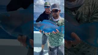 fishing parrotfish fish colorfullfish ocean polarblueparrotfish bloodparrotfish fishinglife [upl. by Hyrup]