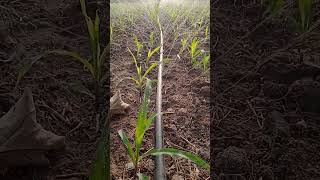 Rain drip system in maize 🌽 🌱 [upl. by Mingche689]