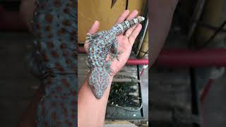 Tokay gecko gecko geckoleopard chameleon animalsounds geckosound ikan pineapple8586 cute [upl. by Hilly147]