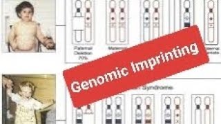 Genomic Imprinting [upl. by Arakaj]