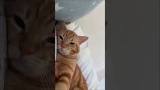 CATS BEING SMOL AND SILLY 🐱 cutecat cuteanimals animals cat catvideos [upl. by Aidan]