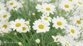 Simba White Argyranthemum [upl. by Michale]