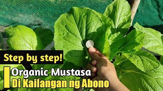 Paano Magtanim ng Mustasa  How to Plant Mustard [upl. by Anaicilef]