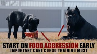 Tackling Food AGGRESSION with Bruce Wayne amp The Puppy [upl. by Anoed]