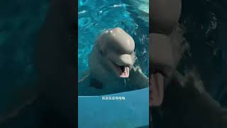 It’s time to eat Beluga whale eats fish Beluga whale eating ice Little fish in Hutan [upl. by Ydnim]